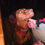 My beautiful picture